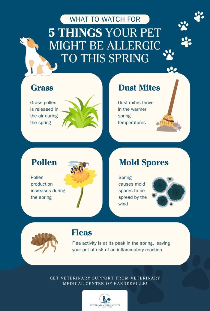 4 Common Signs of Pet Spring Allergies Veterinary Medical Center of
